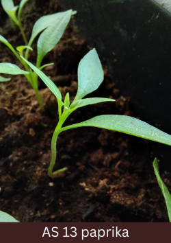 Rindā augošs paprikas stāds ar izaugušām trijām īstajām lapām.