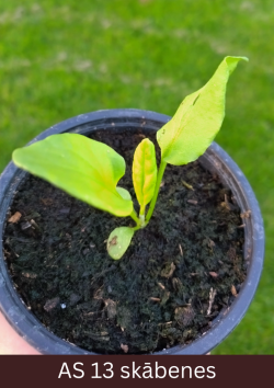 Skābenes stāds podiņā ar divām dīgļapām un trīs īstajām lapām.