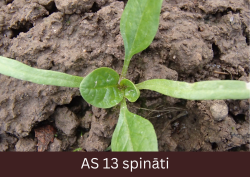 Spināta stāds ar izaugušiem diviem īsto lapu pāriem.