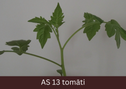 Augošs tomāta stāds ar izaugušām trijām īstajām lapām.