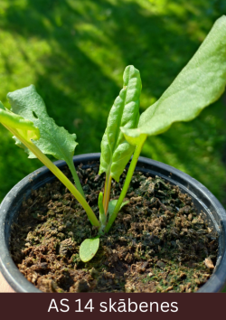 Skābenes stāds podiņā ar divām dīgļapām un četrām īstajām lapām.