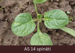Spināta stāds ar izaugušiem diviem īto lapu pāriem un vēl neatvērušos trešo īsto lapu pāri.