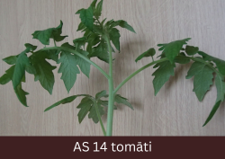 Augošs tomāta stāds ar izaugušām četrām īstajām lapām.