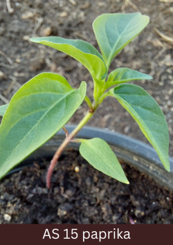 Podiņā augošs paprikas stāds ar izaugušām piecām īstajām lapām.