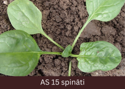 Spināta stāds uz augsnes ar piecām izaugušām lapām un vienu mazu jauno lapu.