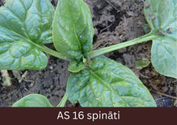 Spināts tuvplānā ar sešām izaugušām un auga rozerē divām augošām lapām.