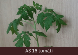 Augošs tomāta  stāds ar izaugušām sešām īstajām lapām.