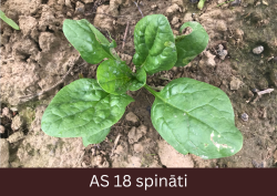 Spināta stāds uz augsnes ar septiņām izaugušām lapām.