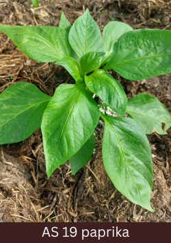 Paprikas stāds ar izveidojušām deviņām un vairāk īstajām lapām.