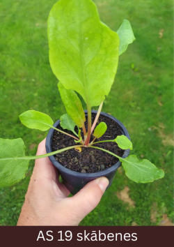 Skābenes stāds podiņā ar deviņām dažāda izmēra lapām.