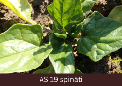 Spināts tuvplānā ar astoņām izaugušām lapām un auga rozetē vaidojas jaunas mazas lapiņas.