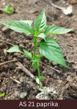 Paprikas stāds, kuram redzams izteikts pirmais sāndzinums.