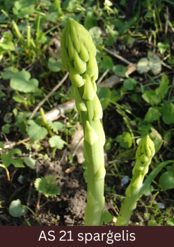 Sparģelis, ar labi saredzamiem, no viena līdz pieciem sāndzinumiem.