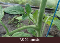 Siltumnīcā augošs tomāta stāds ar izveidojušos pirmo sāndzinumu.