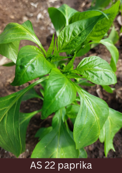 Paprikas stāds, kuram redzami izteikti izveidojušies divi sāndzinumi.