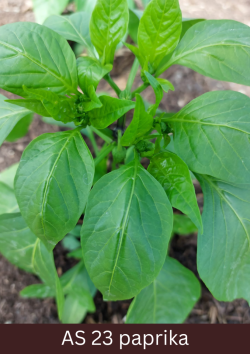 Paprikas stāds, kuram redzami izteikti izveidojušies trīs sāndzinumi.