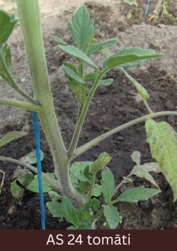 Siltumnīcā augošs tomāta stāds ar izveidojušos ceturto sāndzinumu.