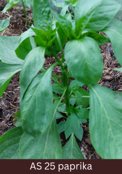 Paprikas stāds ar redzamiem pieciem sāndzinumiem.