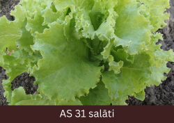 Salāta stāds tuvplānā, auga centrā veidojas jaunas lapas.