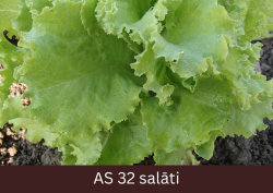 Salāta lapas tuvplānā.