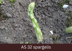 Sparģeļa garākais dzinums sasniedzis 20 centimetru garumu.