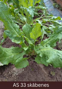 Pieauguši skābenes augi uz augsnes ar divdesmit lapām.