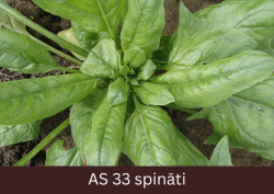 Spināta stāds ar dažāda izmēra lapām, lapu rozetē veidojas jaunas lapas.