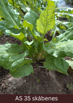 Pieaudzis skābenes augs uz augsnes ar divdesmit lapām.