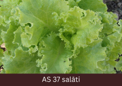 Salāta stāds tuvplānā, lapu rozetē veidojas jaunas lapas.