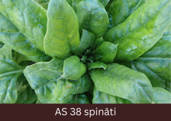 Spināta stāds tuvplānā, lapu rozetē veidojas jaunas lapas.
