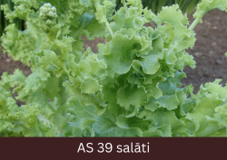 Pieaudzis salāta stāds tuvplānā. 