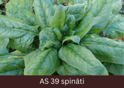 Pieauguša spināta stāda lapu rozete, ar rozetes centrā saskatāmām pēdējām jaunajām lapām.