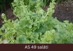 Pieaudzis salāta stāds tuvplānā, kuram redzami zaļi mazi ziedu pumpuri.