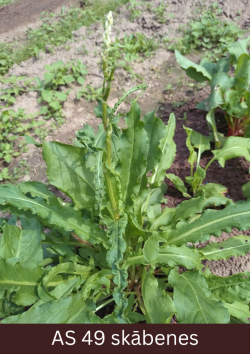 Pieaudzis skābenes augs ar ziedkātu un uz tā redzamiem ziedpumpuriem.