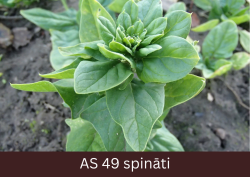 Pilnībā izauguša spināta galotne tuvplānā.