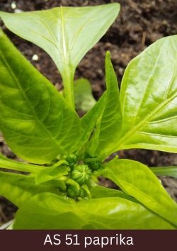 Paprikas stāds tuvplānā ar labi redzamu pirmo ziedkopu.
