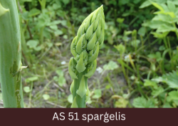 Dobē augošs sparģeļis, kuram redzami pirmie ziedpumpuri.