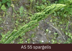 Dobē augošs sparģeļis, kuram redzami jau izstiepti pirmie kātiņi un pirmās vasas pārveidnes. 