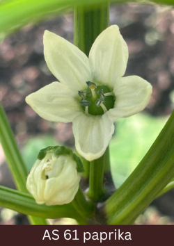 Paprikas stāds ar pirmo atvērušos ziedu tuvplānā. Otrs zieds pumpurā.