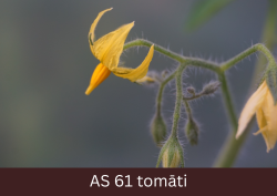 Tomāta stāds tuvplānā ar pirmo atvērušos ziedu.