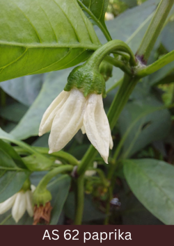 Paprikas stāds tuvplānā ar redzamiem diviem atvērtiem ziediem.