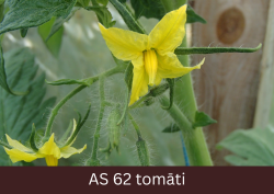 Tomāta stāds tuvplānā ar diviem atvērušiem ziediem.