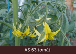 Tomāta stāds tuvplānā ar trīs pilnībā atvērušiem ziediem.