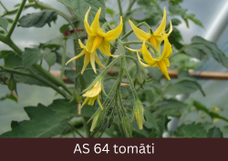 Siltumnīcā augošs tomāta stāds tuvplānā ar četriem pilnībā atvērušiem ziediem.