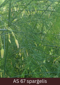Liels sparģeļu krūms, kuram jau ziedi izbalējuši un vairākums ziedlapiņu nokritušas.