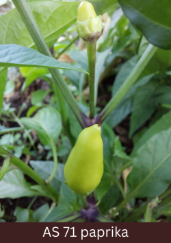 Paprikas stāds ar tuvplānā redzamu pirmo papriku(augli), kura sasniegusi raksturīgo lielumu un formu.