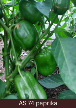 Paprikas stāds ar tuvplānā redzamām četrām, zaļām raksturīgo lielumu un formu sasniegušām paprikām.