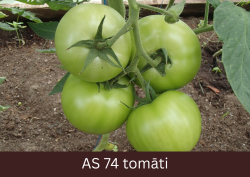 Siltumnīcā augošs tomāta stāds ar četriem  raksturīgo lielumu un formu sasniegušiem augļiem.