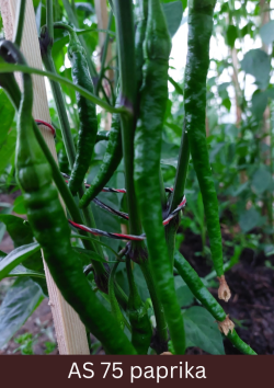 Paprikas stāds ar tuvplānā redzamām raksturīgo lielumu un formu sasniegušām piecām asām paprikām.