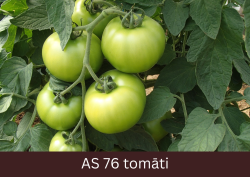 Augošs tomāta stāds ar sešiem  raksturīgo lielumu un formu sasniegušiem augļiem.